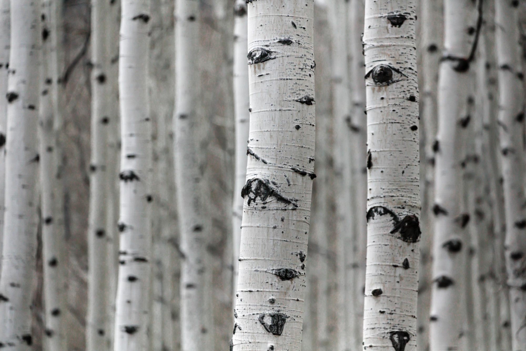 Birch Trees 101