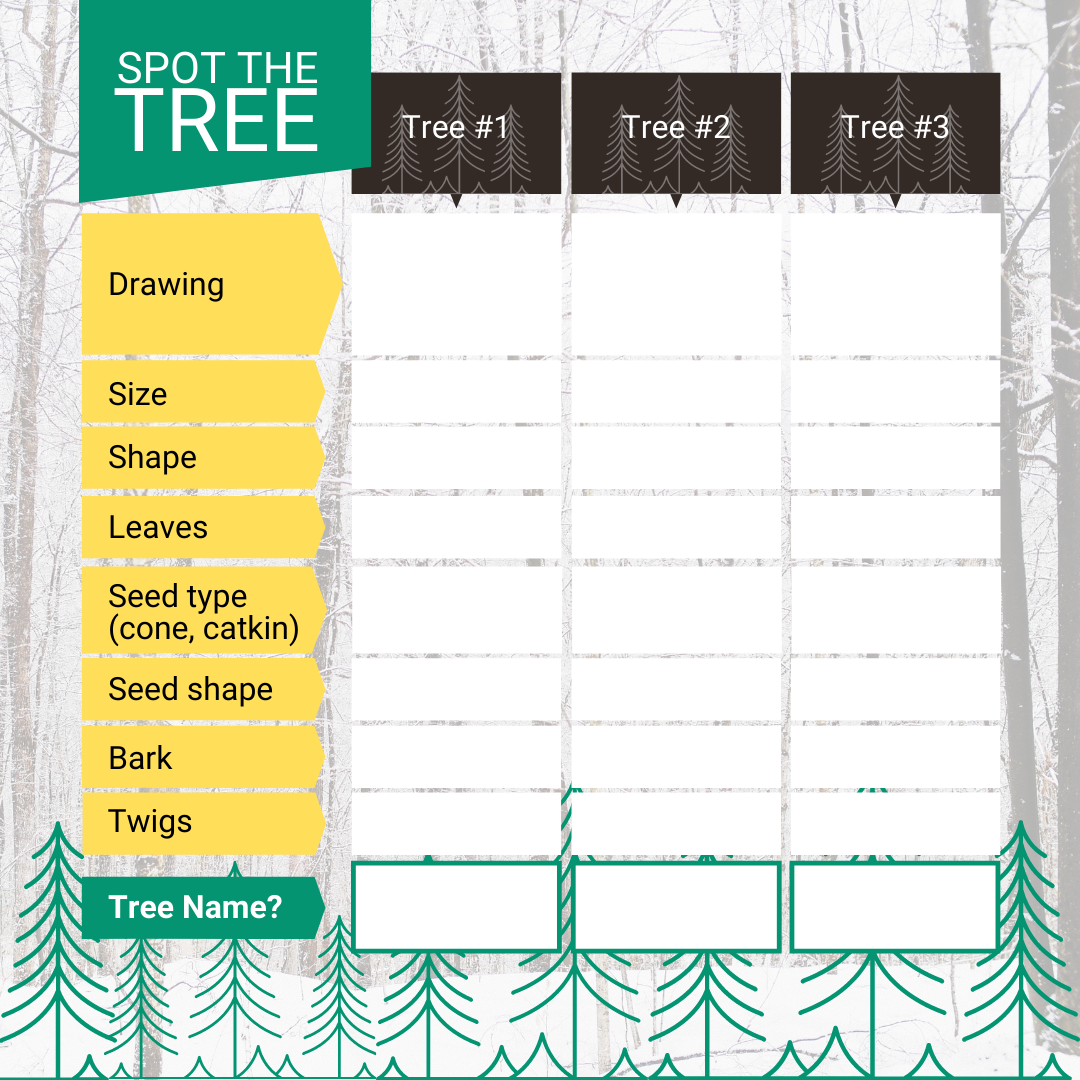 How Do Trees Survive in Winter?