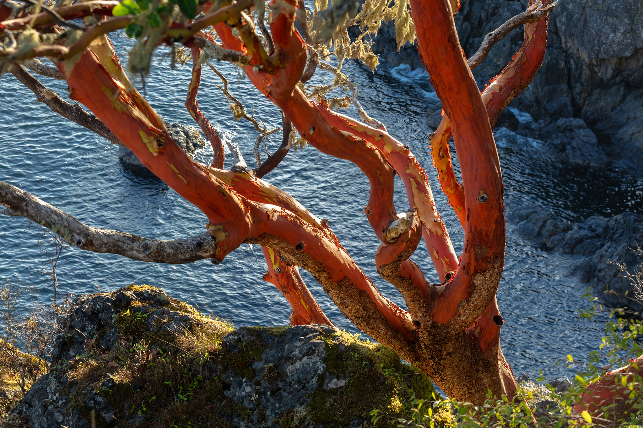 Science Rendezvous » The Tree They Dont Burn: Canadas Only Native  Broadleaf Evergreen