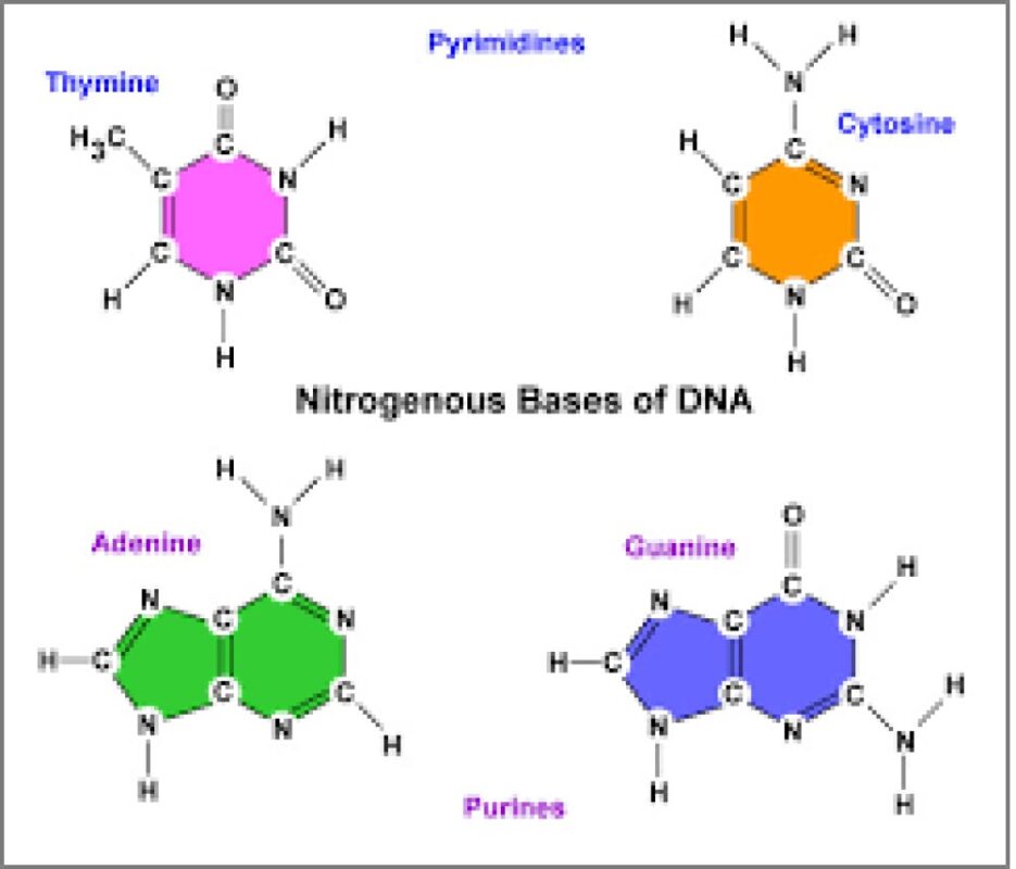 Science Rendezvous » Candy DNA: Exploring Biological Macromolecules