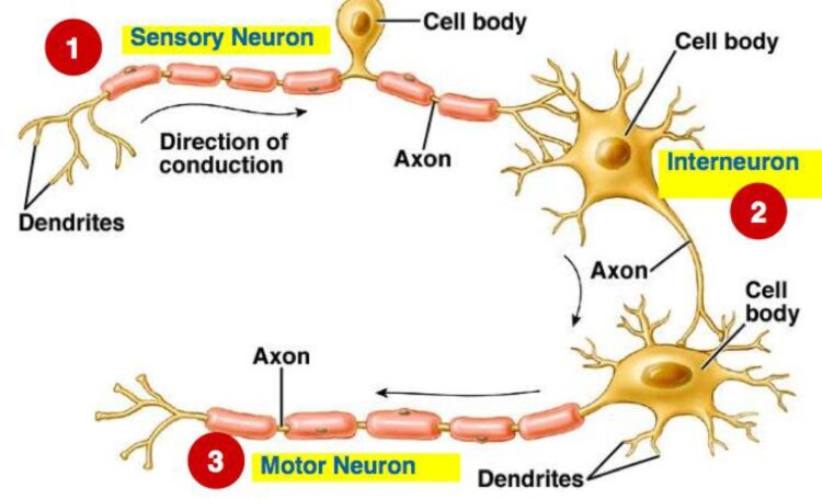 Science Rendezvous » Pipe Cleaner Neurons: Exploring the Structure of ...