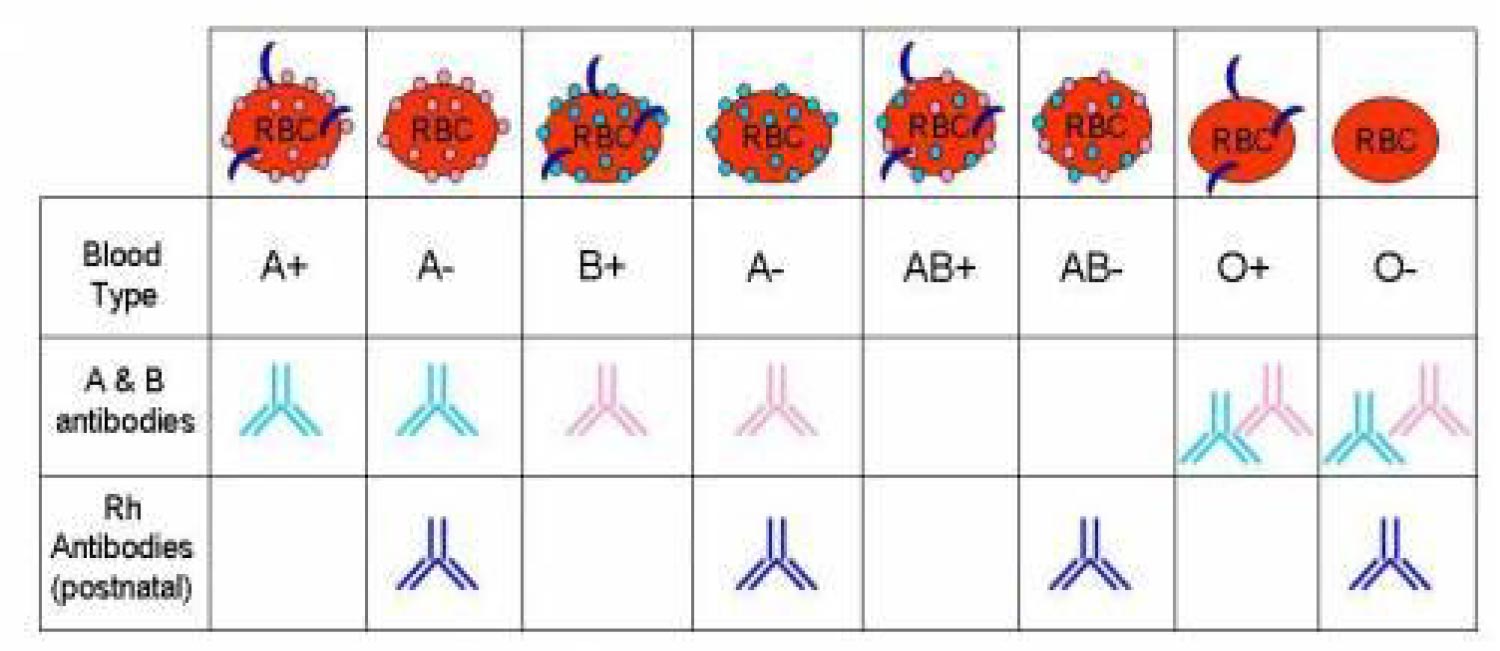 Science Rendezvous Blood Typing Exploring The Human Blood Systems Antigens Antibodies