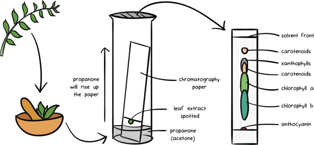 Are Black Markers Really Black? A Chromatography Lesson. - TinkerLab